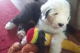 They will never tire of being outdoors with their owners. Lori Harding Has Old English Sheepdog Puppies For Sale In Osceola Old English Sheepdog Puppy For Sale Old English Sheepdog Puppy Old English Sheepdog Puppies