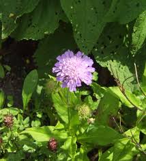 Image result for Scabiosa drakensbergensis