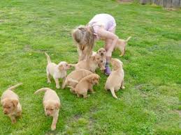 Often called fox red, red labrador puppies please browse the rest of our website to see the available red labs for sale. Kc Registered Fox Red Labradors For Sale Dubai Dubai Classifieds