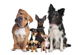 Wisconsin german shepherd rescue adoptions rescueme org. Free Pet Food For Storm Victims This Weekend In Cedar Rapids