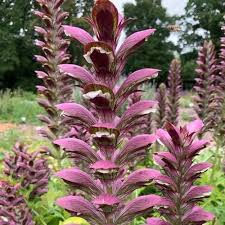 Image result for Aeollanthus pubescens