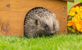 You can also use fencing as a control method, if you want to block the hedgehogs access to your garden altogether. How To Attract Hedgehogs Into Your Garden David Domoney Hedgehogs