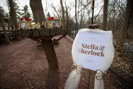 Owl you need is love: Stella and Sherlock's wedding