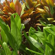 Take a look at our growing native hawaiian plants, as well as other gardening & plant life available for sale here at hawaii gifts. Grow Hawaiian Ti Plant Cordyline Terminalis In Your Home Best Hawaiian Plants From Kanoa Hawaii