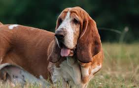 Image result for basset hound