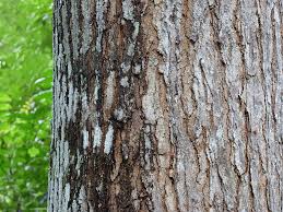 Image result for Swietenia