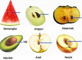 Perbedaan Gymnospermae Dan Angiospermae Beserta Contohnya Dari Segala Aspek Mangga Semangka Apel