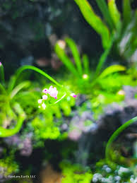 Paludarium Plants A Complete List Guide To Swampy Foliage Plants Floating Plants Beautiful Terrariums