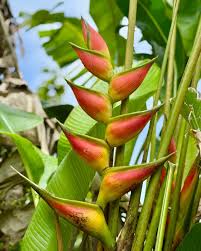 Image result for Heliconia rostrata
