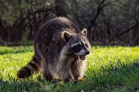 In fact, they are nocturnal yes, raccoons do carry rabies infection and can spread it to the domesticated animals and humans. Do Raccoons Eat Cats Find Out How Dangerous They Are To Cats Tuxedo Cat