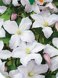 Этот сорт тоже малоизвестен садоводам. Clematis Viticella White Prince Charles Waldrebe White Prince Charles Gunstig Kaufen