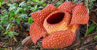 Le plus gros spécimen jamais découvert à ce jour a été trouvé fin décembre 2019 sur l'île de sumatra. Le Saviez Vous La Rafflesie La Plus Grande Fleur Du Monde Fait Le Meme Poids Qu Un Enfant D 1 An