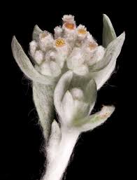 Image result for Vellereophyton dealbatum