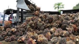 Banned imports of its palm oil over allegations of forced labor and other abuses. Vegoils Palm Oil Drops More Than 2 After Three Day Rally Nasdaq