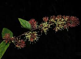 Image result for Rothmannia whitfieldii