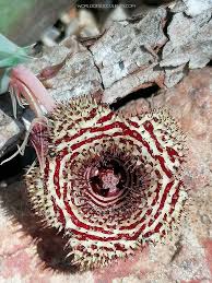 Image result for Huernia volkartii