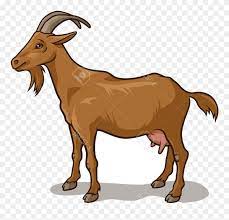 Goat vector clipart and illustrations (20,816). Clipart Goat Clipart Picture Of A Goat Png Download 5223767 Pinclipart