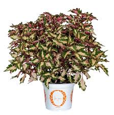 Image result for Coleus melleri
