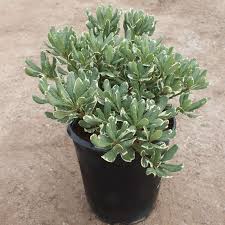 Image result for Pittosporum tobira