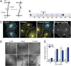 Do plant cells have cell junctions. Calcium Dependent Dynamics Of Cadherin Interactions At Cell Cell Junctions Pnas
