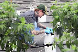 Home delivery a budding option for medical marijuana users
