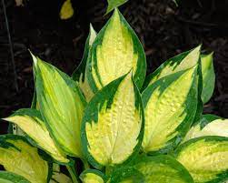 It has shrunk down to almost nothing since i planted it 8 years ago. Hosta Orange Marmalade Bluestone Perennials