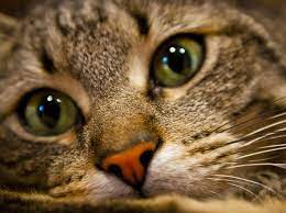 Katzenschnupfen Symptome Und Behandlung