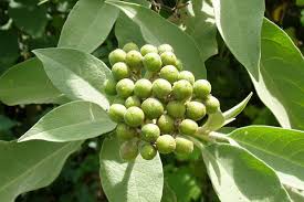 Image result for Solanum mauritianum