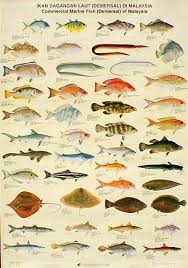Dari seluruh jenis tersebut, tentu ada yang populer di indonesia, entah itu untuk dikonsumsi maupun dijadikan sebagai ikan air tawar penghias ruang tamu rumah di akuarium. Kenali Jenis Jenis Ikan Di San Peng Team Fishing Facebook