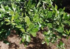 Image result for Gardenia cornuta