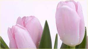 Jedes bild kann in fast jeder auflösung heruntergeladen werden, um sicherzustellen, dass es mit ihrem gerät ganz gut funktioniert. Wallpapers Hd Blumen Fur Android Apk Herunterladen