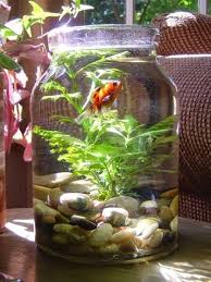 Turn Your Mason Jar Into A Fish Bowl Indoor Water Garden Water Garden Plants