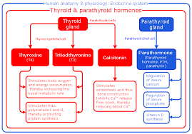 Pics For Human Physiology Diagram Endocrine System