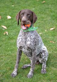 Shooter's shorthairs is a michigan based breeder of hunting german shorthairs owned by pete and lisa pehur. German Shorthaired Pointer Breeders Off 74 Www Usushimd Com