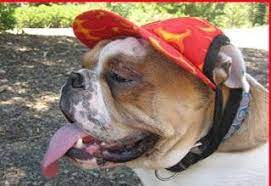 Dog Cap Pattern Mimi Tara Free Dog Clothes Patterns Dog Clothes Patterns Dog Clothes Diy Dog Hat