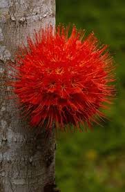 This flowering tree looks great in any landscape, in any season. 110 Flowering Trees Ideas Flowering Trees Plants Planting Flowers