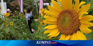 Menghadap matahari bertumbuh dan mekar. Narmada Botanic Garden Kebun Bunga Matahari Instagenic Di Lombok Halaman All Kompas Com
