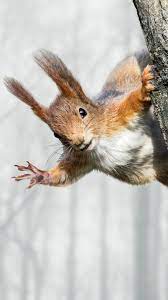 Jun 12, 2015 · this isn't a post filled with pretty pictures today, it's a functional diy garden idea that i use over and over again and thought you might take something from it. Winter Squirrel Iphone 7 Plus Wallpaper Gallery Yopriceville High Quality Images And Transparent Png Free Clipart
