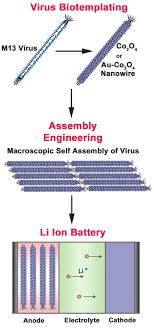 2 cell lithium ion charger. Virus Enabled Synthesis And Assembly Of Nanowires For Lithium Ion Battery Electrodes Science