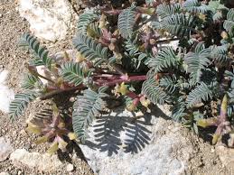 Image result for Barleria grandicalyx