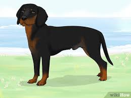 Image result for slovenský kopov