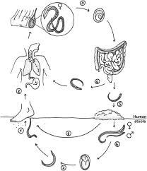 Image result for Strongyloides