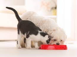Katzenfutter Fur Hunde Oder Hundefutter Fur Katzen