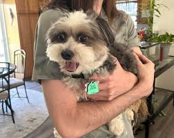 Lost friendly pet near 66th street