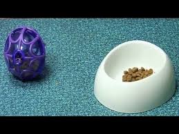 Once you know the daily feeding amount, you need to create a puppy feeding schedule. Puppy Food And Water Tips Youtube