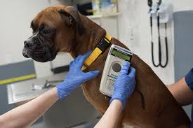 We did not find results for: Seven Jobs In Animal Welfare You Didn T Know Were Real Aspca