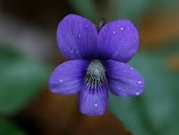 Wild Violet Violet Flower Purple Flowers Violet Flower Tattoos