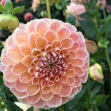 Pin On Peach And Apricot Dahlias
