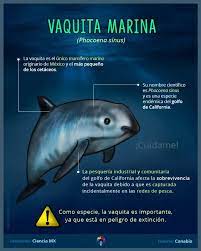The vaquita marina is the most threatened marine mammal in the world. Vaquita Marina C 03 Fotos Facebook