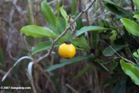 Image result for Solanum campylacanthum 'panduriforme type'